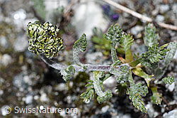 Ährige Edelraute (Artemisia genipi) (08.2021, F189634)