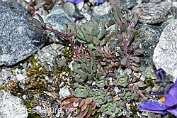 Alpen-Leinkraut (Linaria alpina) (F189639)
