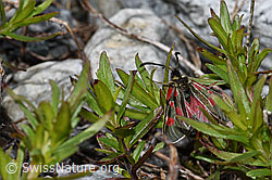 Alpen-Widderchen (Zygaena exulans) auf Kalk-Polsternelke (Silene acaulis)