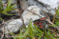 Alpen-Widderchen (Zygaena exulans) an Fleischers Weidenröschen (Epilobium fleischeri) (F189658)