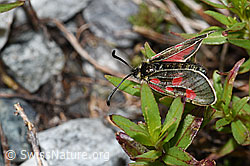 Alpen-Widderchen (Zygaena exulans) an Fleischers Weidenröschen (Epilobium fleischeri) (F189661)