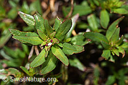 Fleischers Weidenröschen (Epilobium fleischeri) (F189662)