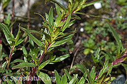Fleischers Weidenröschen (Epilobium fleischeri) (F189663)