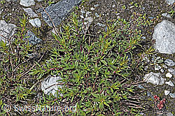 Fleischers Weidenröschen (Epilobium fleischeri) (F189664)