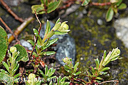 Bewimperter Steinbrech (Saxifraga aizoides) (F189666)