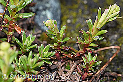 Bewimperter Steinbrech (Saxifraga aizoides) (F189668)