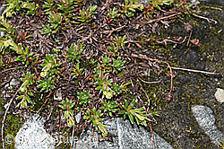 Bewimperter Steinbrech (Saxifraga aizoides) (F189669)
