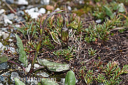 F189676: Huflattich (Tussilago farfara)