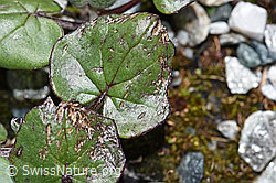 F189678: Huflattich (Tussilago farfara)