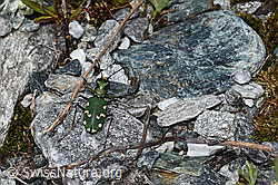 Foto: Gallischer Sandlaufkäfer (Cicindela gallica).