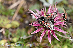 Alpen-Widderchen (Zygaena exulans) auf Berg-Hauswurz (Sempervivum montanum) (08.2021, F189764)