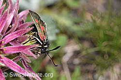 Alpen-Widderchen (Zygaena exulans) auf Berg-Hauswurz (Sempervivum montanum) (08.2021, F189765)