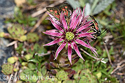 Berg-Hauswurz (Sempervivum montanum). (08.2021, F189766)