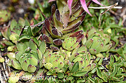 F189767: Berg-Hauswurz (Sempervivum montanum)