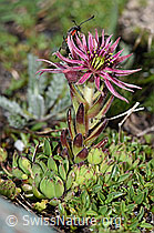 Berg-Hauswurz (Sempervivum montanum) (08.2021, F189768)