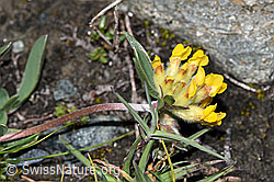 Alpen-Wundklee (Anthyllis vulneraria ssp. alpestris) (08.2021, F189777)