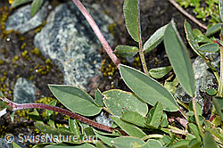 Anthyllis vulneraria ssp. alpestris (F189779) Anthyllis vulneraria ssp. alpestris (F189779)