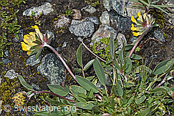 Anthyllis vulneraria ssp. alpestris (F189780) Anthyllis vulneraria ssp. alpestris (F189780)