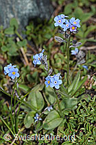 F189784: Alpen-Vergissmeinnicht (Myosotis alpestris)