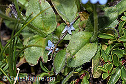 F189785: Alpen-Vergissmeinnicht (Myosotis alpestris)