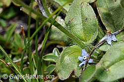 F189786: Alpen-Vergissmeinnicht (Myosotis alpestris)