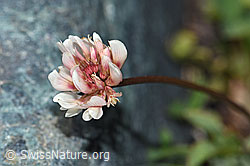 Trifolium pallescens (F189788)