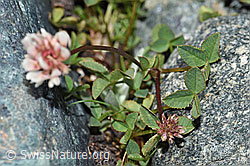 Trifolium pallescens (F189791)