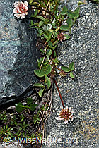 Bleicher Klee (Trifolium pallescens) (08.2021, F189792)