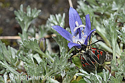 Alpen-Widderchen (Zygaena exulans) auf Mont Cenis-Glockenblume (Campanula cenisia) (F189818) Alpen-Widderchen (Zygaena exulans) auf Mont Cenis-Glockenblume (Campanula cenisia) (F189818)