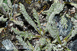 Zwerg-Schafgarbe (Achillea nana) (F189823)