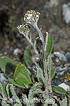 Zwerg-Schafgarbe (Achillea nana) (08.2021, F189825)