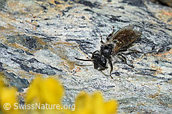Gewöhnliche Zwergsandbiene (Andrena minutula) (F189830)