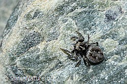 Attulus longipes (Springspinne) (F189835)