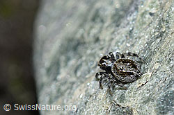 Attulus longipes (Springspinne) (F189838)