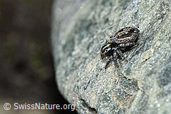 Attulus longipes (Springspinne) (F189839)