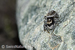 Attulus longipes (Springspinne) (F189840)