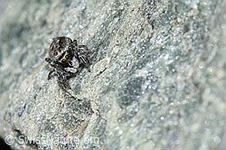 Attulus longipes (Springspinne) (F189842)
