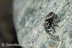 Attulus longipes (Springspinne) (F189843)