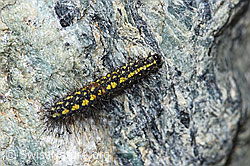 Gelber Alpen-Flechtenbär Raupe (Setina aurita) (08.2021, F189897)