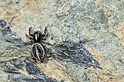Attulus longipes (Springspinne) (F189908)