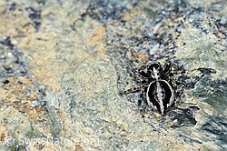 Attulus longipes (Springspinne) (F189909)