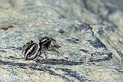 Attulus longipes (Springspinne) (F189911)