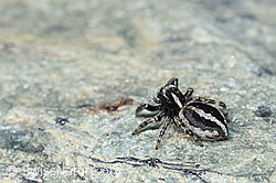 Attulus longipes (Springspinne) (F189913)