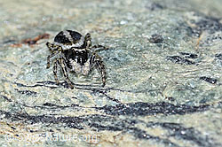 Attulus longipes (Springspinne) (F189915)