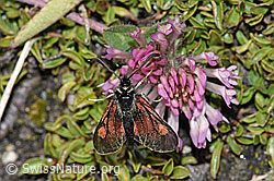 Alpen-Widderchen (Zygaena exulans) auf Kalk-Polsternelke (Silene acaulis)