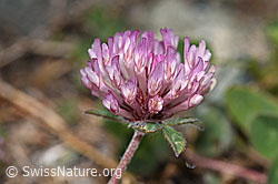 Schnee-Klee (Trifolium pratense ssp. nivale) (08.2021, F190008)