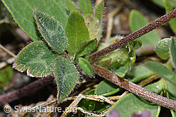 Schnee-Klee (Trifolium pratense ssp. nivale) (F190010)