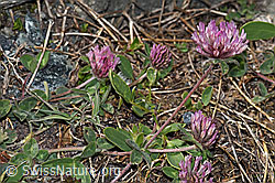 Schnee-Klee (Trifolium pratense ssp. nivale) (08.2021, F190011)