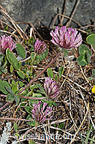 Schnee-Klee (Trifolium pratense ssp. nivale) (F190013)