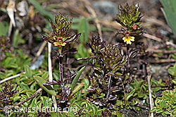 Zwerg-Augentrost (Euphrasia minima) (08.2021, F190015)